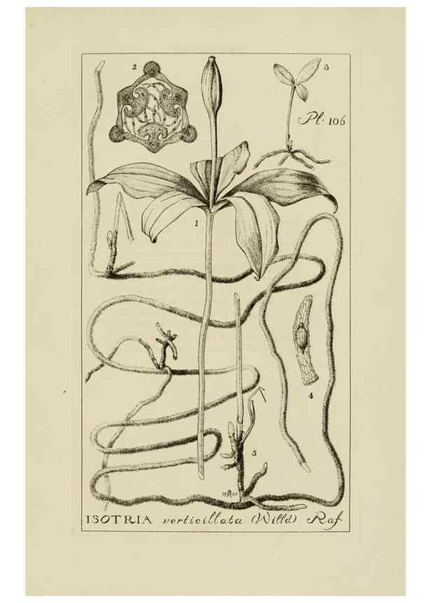 Reproducción/Reproduction 48871810927: Orchidaceae:. Boston,Houghton, Mifflin,1905-22.. 