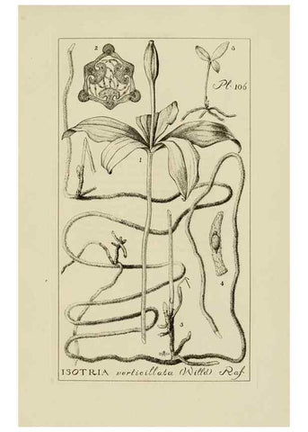 Reproducción/Reproduction 48871810927: Orchidaceae:. Boston,Houghton, Mifflin,1905-22.. 