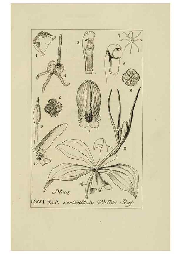 Reproducción/Reproduction 48871614856: Orchidaceae:. Boston,Houghton, Mifflin,1905-22.. 