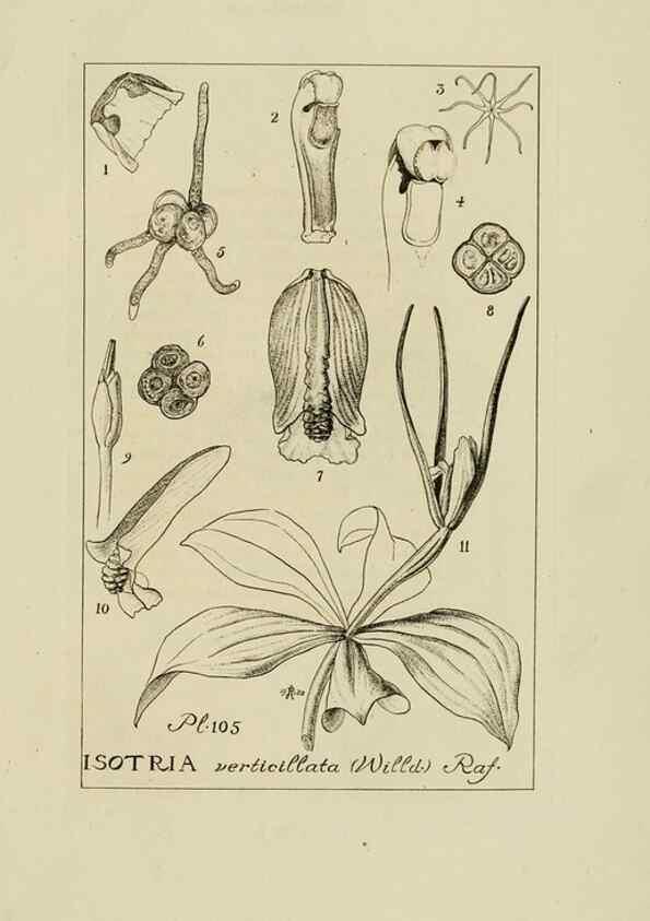 Reproducción/Reproduction 48871614856: Orchidaceae:. Boston,Houghton, Mifflin,1905-22.. 
