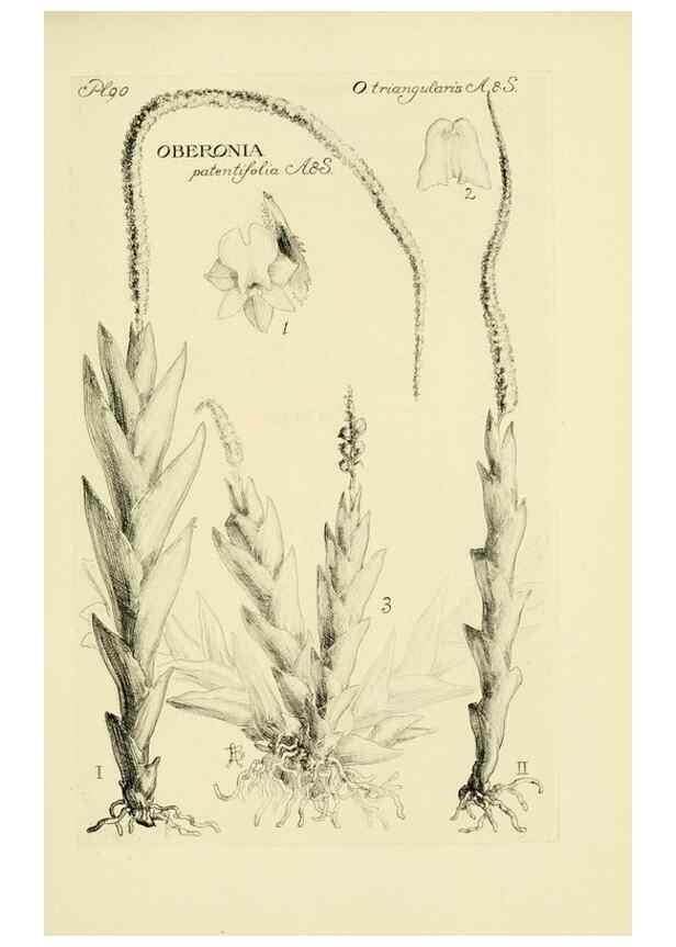 Reproducción/Reproduction 48871590602: Orchidaceae:. Boston,Houghton, Mifflin,1905-22.. 
