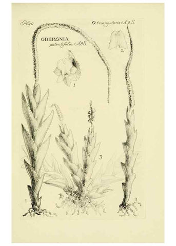 Reproducción/Reproduction 48871590602: Orchidaceae:. Boston,Houghton, Mifflin,1905-22.. 