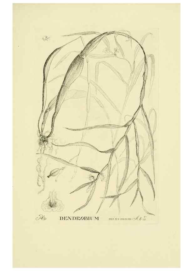 Reproducción/Reproduction 48871590972: Orchidaceae:. Boston,Houghton, Mifflin,1905-22.. 