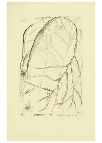 Reproducción/Reproduction 48871590972: Orchidaceae:. Boston,Houghton, Mifflin,1905-22.. 