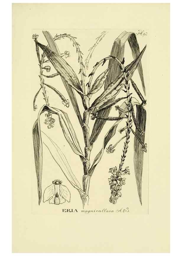 Reproducción/Reproduction 48871395656: Orchidaceae:. Boston,Houghton, Mifflin,1905-22.. 