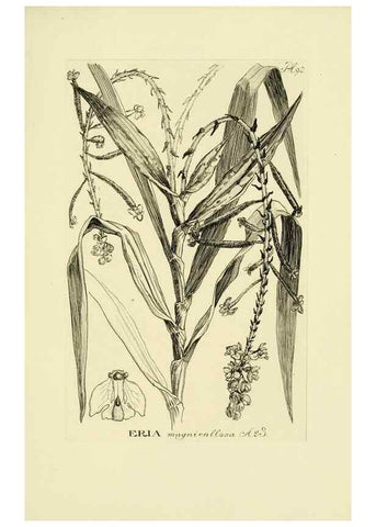 Reproducción/Reproduction 48871395656: Orchidaceae:. Boston,Houghton, Mifflin,1905-22.. 