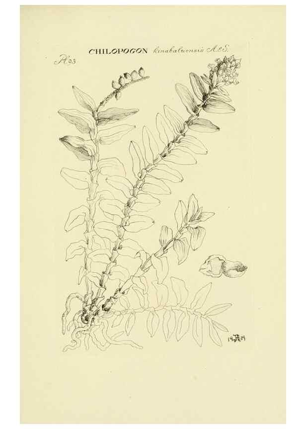 Reproducción/Reproduction 48871591667: Orchidaceae:. Boston,Houghton, Mifflin,1905-22.. 