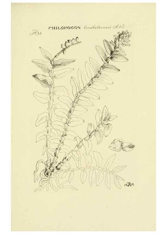 Reproducción/Reproduction 48871591667: Orchidaceae:. Boston,Houghton, Mifflin,1905-22.. 