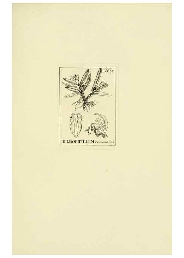 Reproducción/Reproduction 48871396321: Orchidaceae:. Boston,Houghton, Mifflin,1905-22.. 