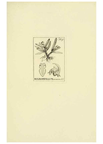 Reproducción/Reproduction 48871396321: Orchidaceae:. Boston,Houghton, Mifflin,1905-22.. 