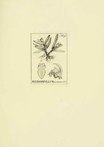 Reproducción/Reproduction 48871396321: Orchidaceae:. Boston,Houghton, Mifflin,1905-22.. 