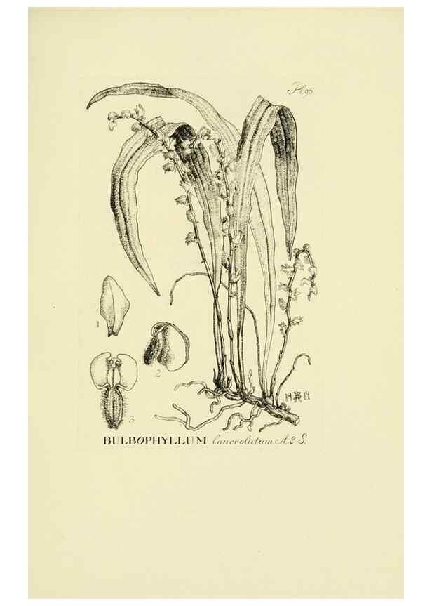 Reproducción/Reproduction 48871396616: Orchidaceae:. Boston,Houghton, Mifflin,1905-22.. 
