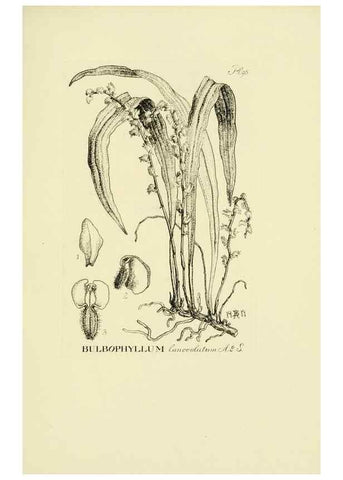 Reproducción/Reproduction 48871396616: Orchidaceae:. Boston,Houghton, Mifflin,1905-22.. 