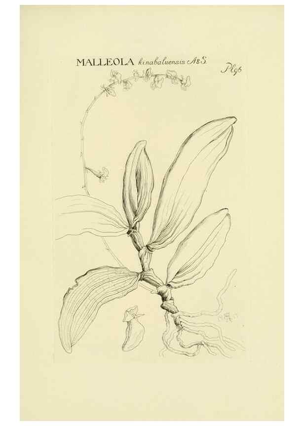 Reproducción/Reproduction 48871396936: Orchidaceae:. Boston,Houghton, Mifflin,1905-22.. 