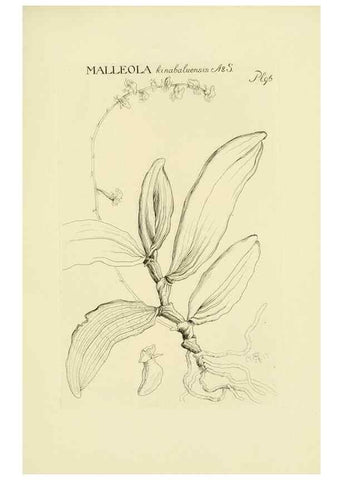 Reproducción/Reproduction 48871396936: Orchidaceae:. Boston,Houghton, Mifflin,1905-22.. 