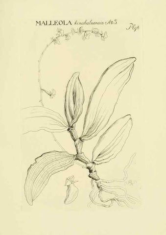 Reproducción/Reproduction 48871396936: Orchidaceae:. Boston,Houghton, Mifflin,1905-22.. 