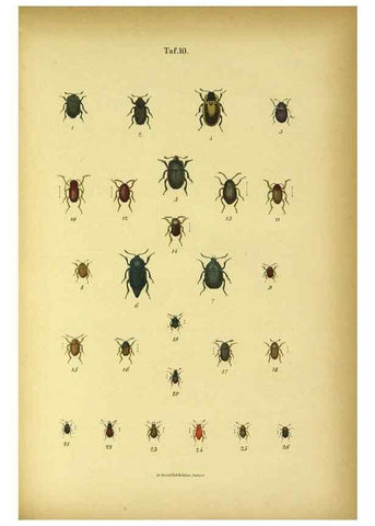 Reproducción/Reproduction 48902467773: C. G. Calwers Käferbuch;. Stuttgart,J. Hoffman[1883]. 