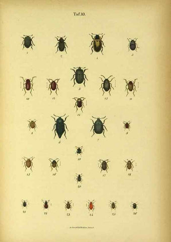 Reproducción/Reproduction 48902467773: C. G. Calwers Käferbuch;. Stuttgart,J. Hoffman[1883]. 