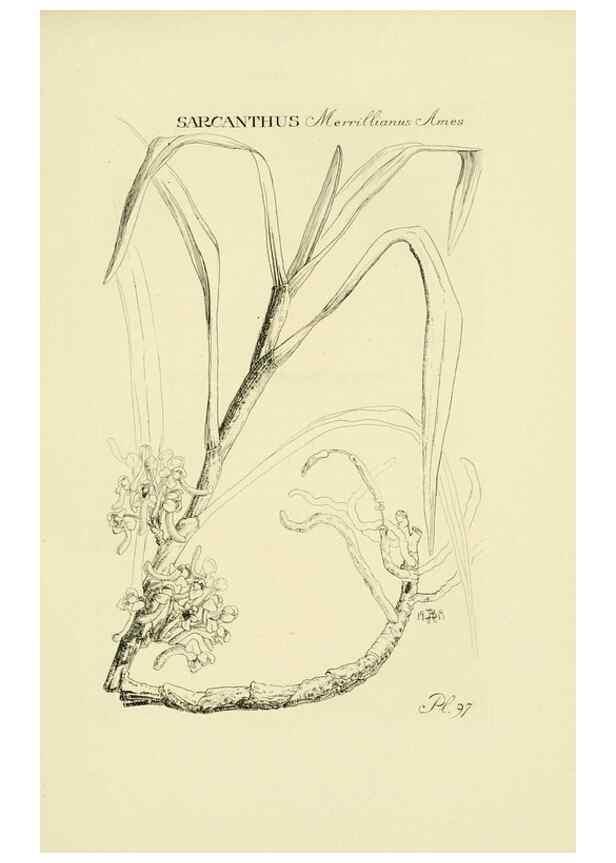 Reproducción/Reproduction 48871592992: Orchidaceae:. Boston,Houghton, Mifflin,1905-22.. 