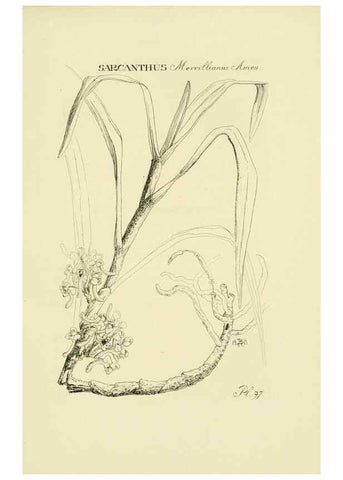 Reproducción/Reproduction 48871592992: Orchidaceae:. Boston,Houghton, Mifflin,1905-22.. 