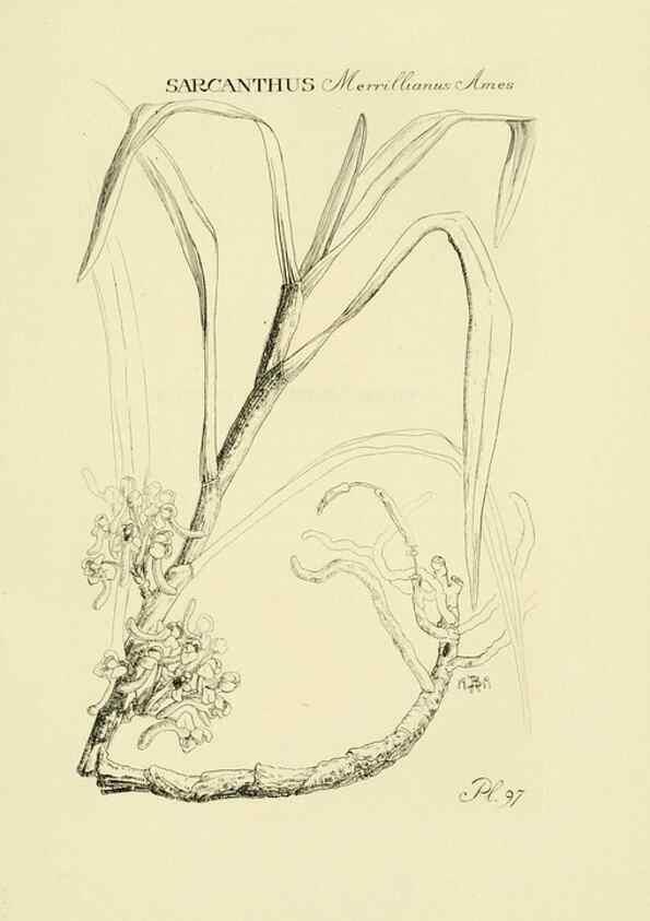 Reproducción/Reproduction 48871592992: Orchidaceae:. Boston,Houghton, Mifflin,1905-22.. 