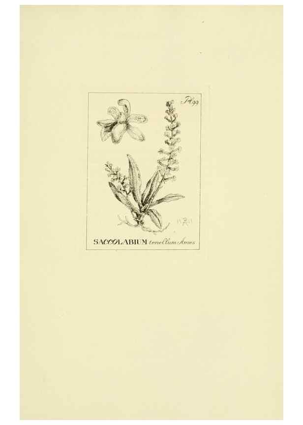 Reproducción/Reproduction 48871397946: Orchidaceae:. Boston,Houghton, Mifflin,1905-22.. 