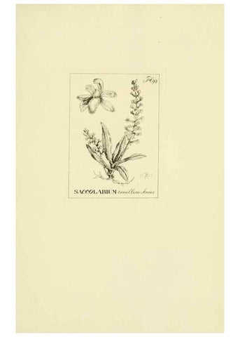 Reproducción/Reproduction 48871397946: Orchidaceae:. Boston,Houghton, Mifflin,1905-22.. 