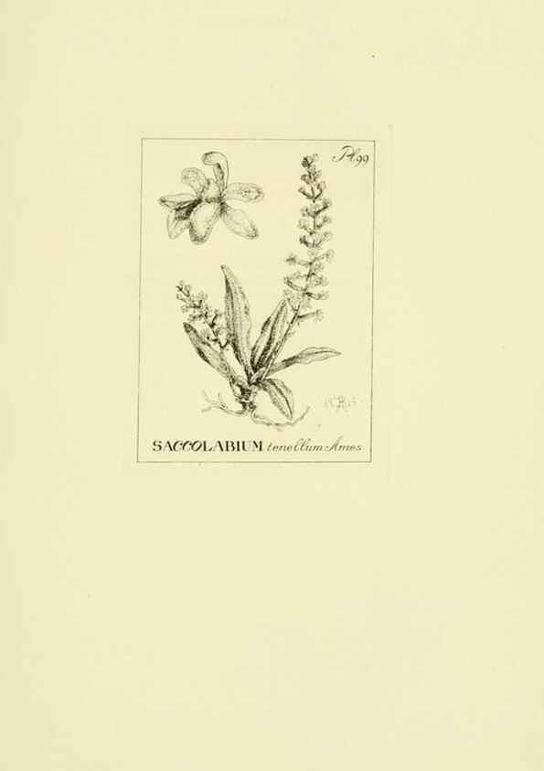 Reproducción/Reproduction 48871397946: Orchidaceae:. Boston,Houghton, Mifflin,1905-22.. 