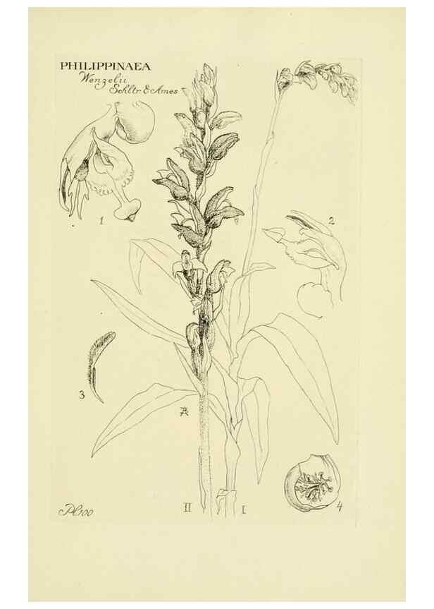 Reproducción/Reproduction 48870871783: Orchidaceae:. Boston,Houghton, Mifflin,1905-22.. 