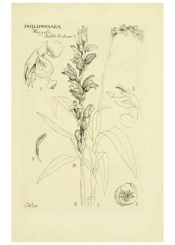Reproducción/Reproduction 48870871783: Orchidaceae:. Boston,Houghton, Mifflin,1905-22.. 
