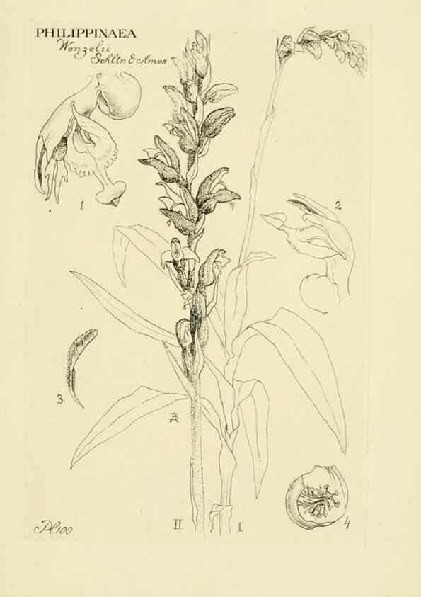 Reproducción/Reproduction 48870871783: Orchidaceae:. Boston,Houghton, Mifflin,1905-22.. 