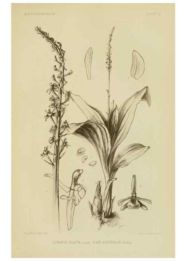 Reproducción/Reproduction 48870947068: Orchidaceae:. Boston,Houghton, Mifflin,1905-22.. 