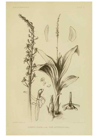 Reproducción/Reproduction 48870947068: Orchidaceae:. Boston,Houghton, Mifflin,1905-22.. 