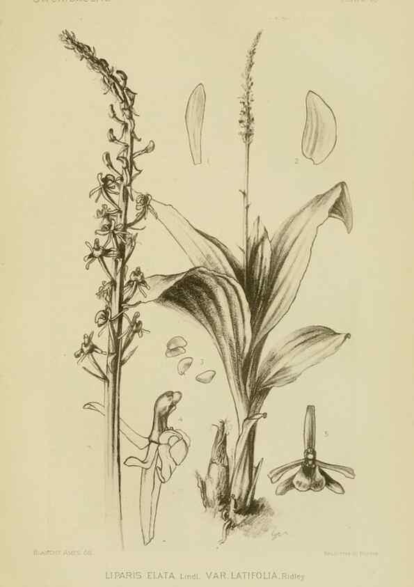 Reproducción/Reproduction 48870947068: Orchidaceae:. Boston,Houghton, Mifflin,1905-22.. 