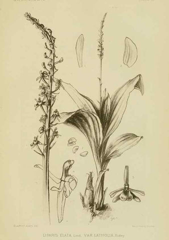 Reproducción/Reproduction 48870947068: Orchidaceae:. Boston,Houghton, Mifflin,1905-22.. 