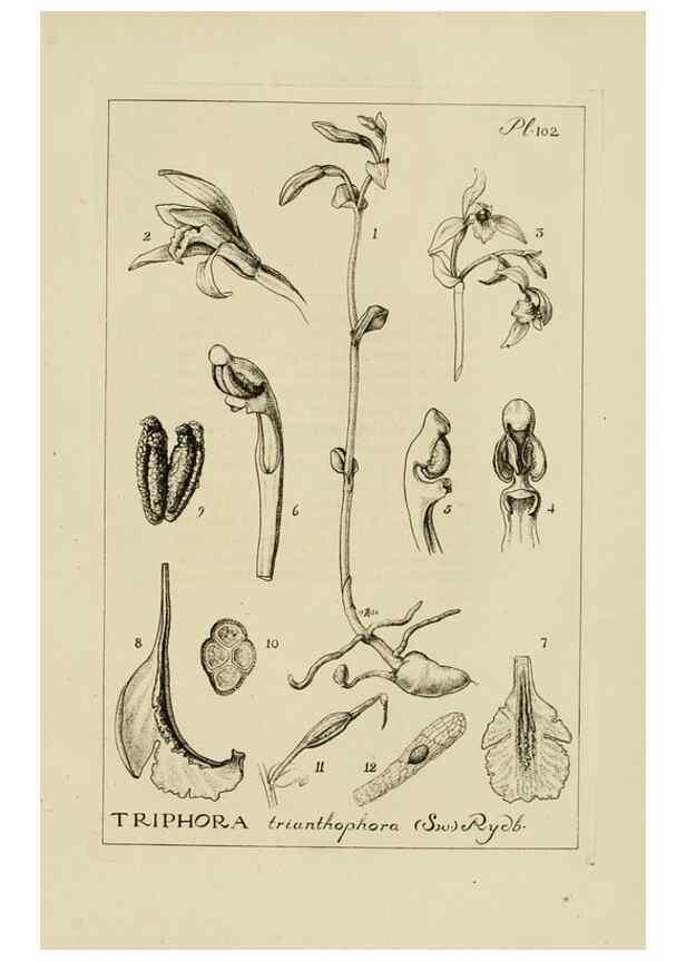 Reproducción/Reproduction 48871809517: Orchidaceae:. Boston,Houghton, Mifflin,1905-22.. 