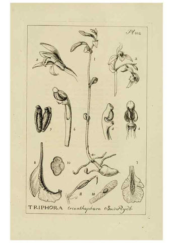 Reproducción/Reproduction 48871809517: Orchidaceae:. Boston,Houghton, Mifflin,1905-22.. 