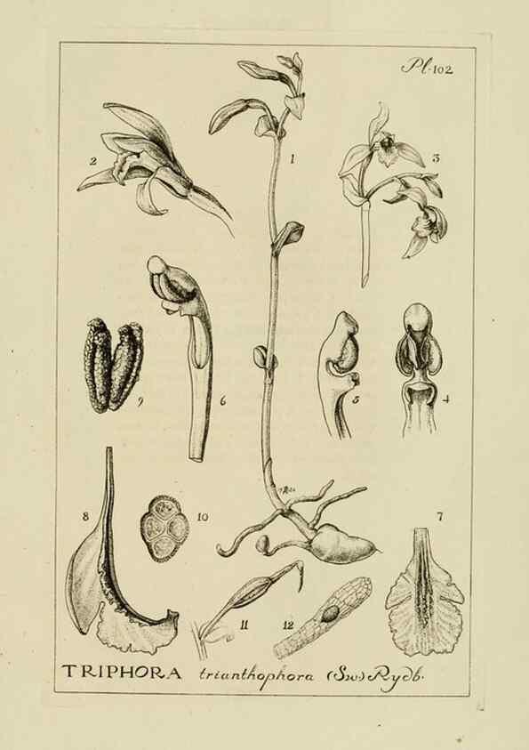 Reproducción/Reproduction 48871809517: Orchidaceae:. Boston,Houghton, Mifflin,1905-22.. 