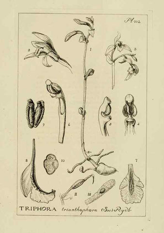 Reproducción/Reproduction 48871809517: Orchidaceae:. Boston,Houghton, Mifflin,1905-22.. 