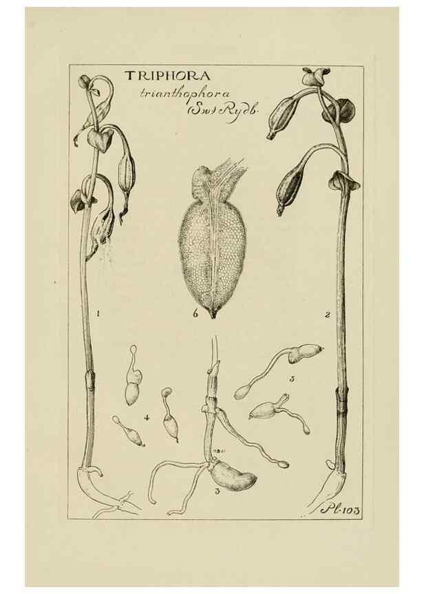 Reproducción/Reproduction 48871086343: Orchidaceae:. Boston,Houghton, Mifflin,1905-22.. 