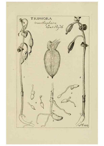 Reproducción/Reproduction 48871086343: Orchidaceae:. Boston,Houghton, Mifflin,1905-22.. 