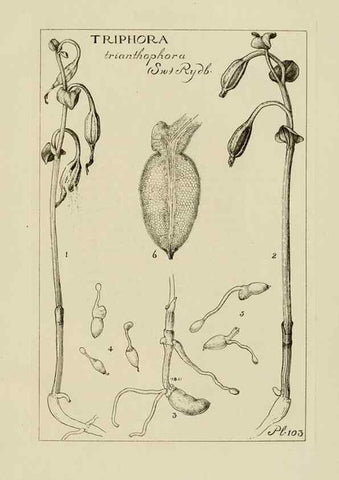 Reproducción/Reproduction 48871086343: Orchidaceae:. Boston,Houghton, Mifflin,1905-22.. 