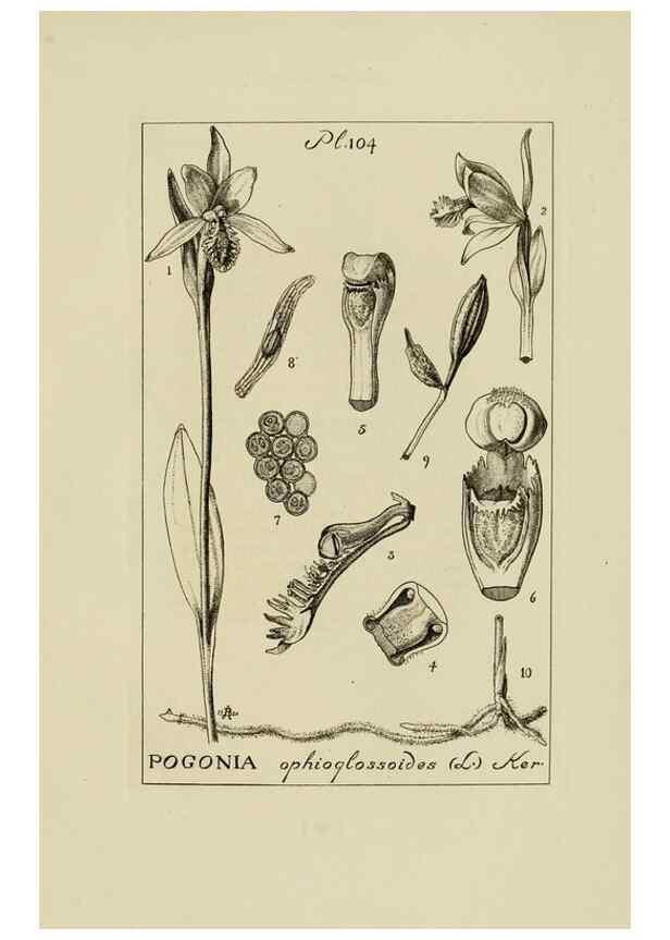 Reproducción/Reproduction 48871086673: Orchidaceae:. Boston,Houghton, Mifflin,1905-22.. 