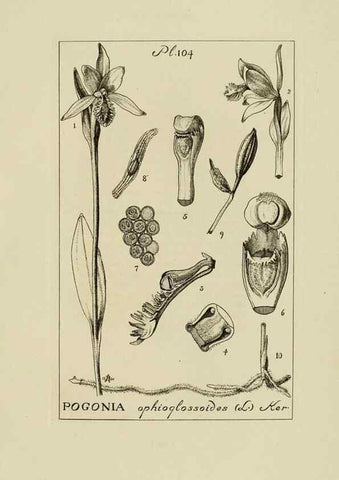 Reproducción/Reproduction 48871086673: Orchidaceae:. Boston,Houghton, Mifflin,1905-22.. 
