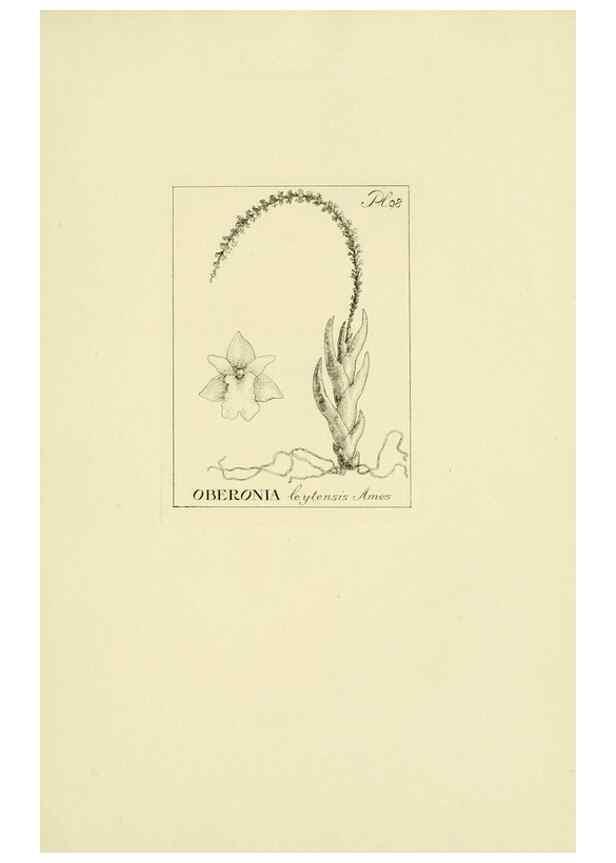 Reproducción/Reproduction 48870871168: Orchidaceae:. Boston,Houghton, Mifflin,1905-22.. 
