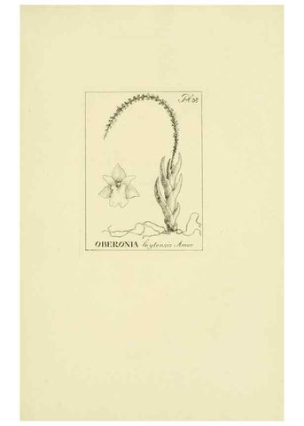 Reproducción/Reproduction 48870871168: Orchidaceae:. Boston,Houghton, Mifflin,1905-22.. 