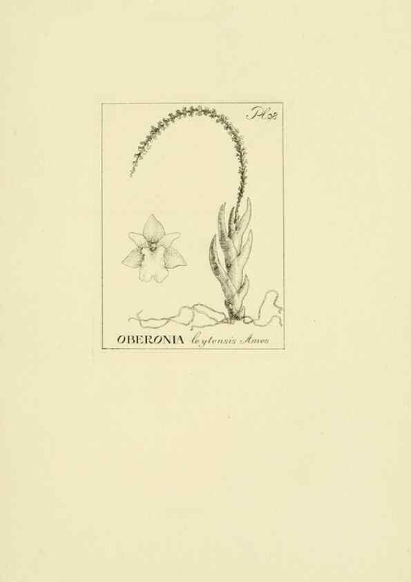 Reproducción/Reproduction 48870871168: Orchidaceae:. Boston,Houghton, Mifflin,1905-22.. 