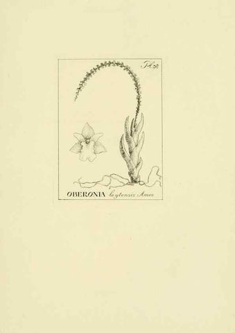 Reproducción/Reproduction 48870871168: Orchidaceae:. Boston,Houghton, Mifflin,1905-22.. 