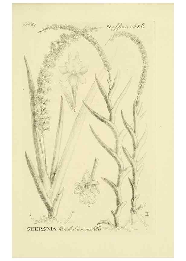 Reproducción/Reproduction 48871590077: Orchidaceae:. Boston,Houghton, Mifflin,1905-22.. 