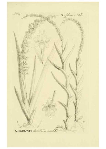 Reproducción/Reproduction 48871590077: Orchidaceae:. Boston,Houghton, Mifflin,1905-22.. 
